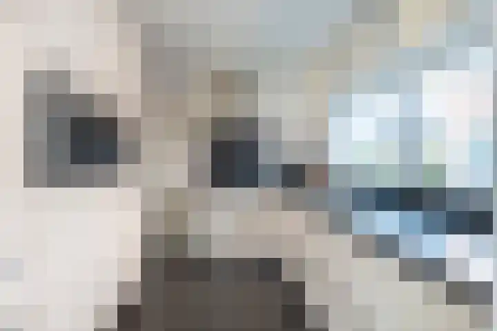 Meexstraat 18 Stein thumbnail 19