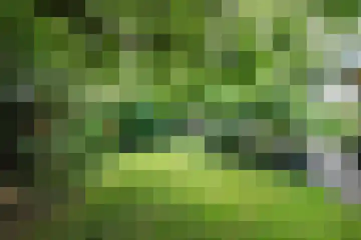 Melisse 14 Rutten thumbnail 44