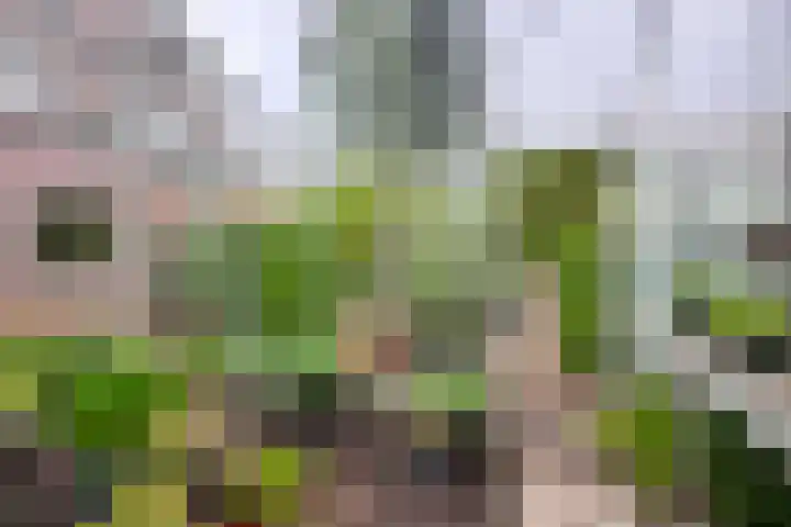 Melisse 16 Dronten thumbnail 12