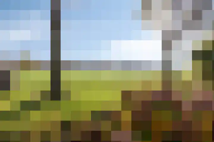 Melkdam 14 Lith thumbnail 44