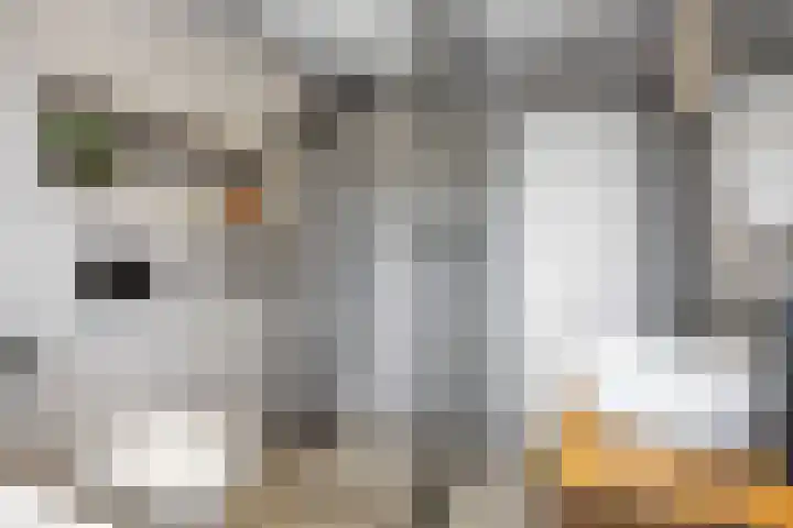 Melkerspaed 3 Akkrum thumbnail 30