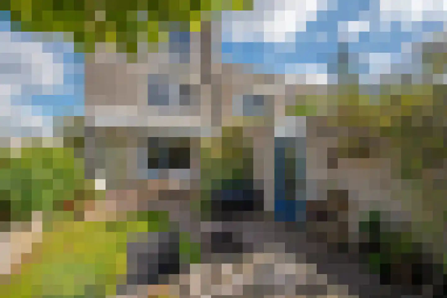Meloengeel 1 Zoetermeer thumbnail 11