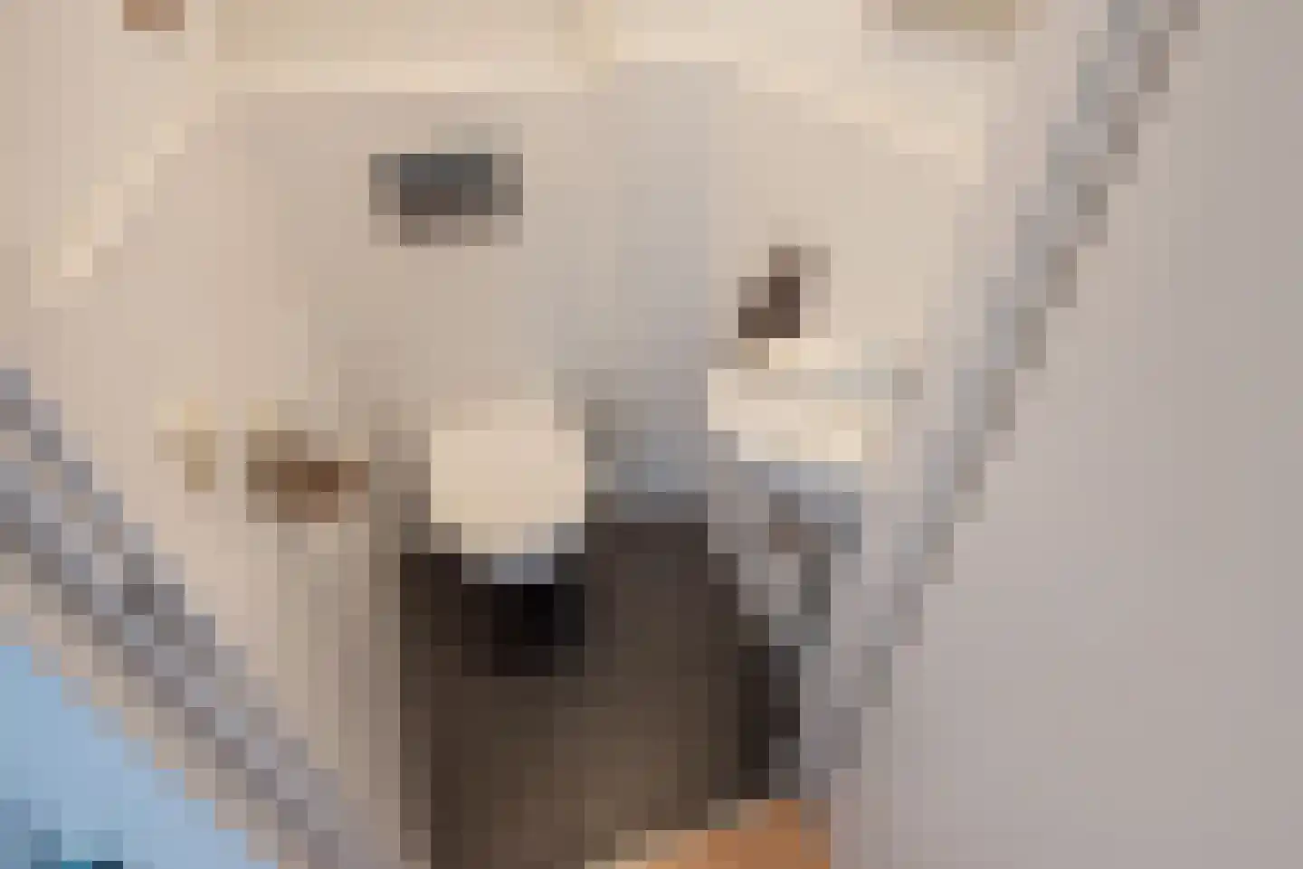Meloengeel 1 Zoetermeer thumbnail 15