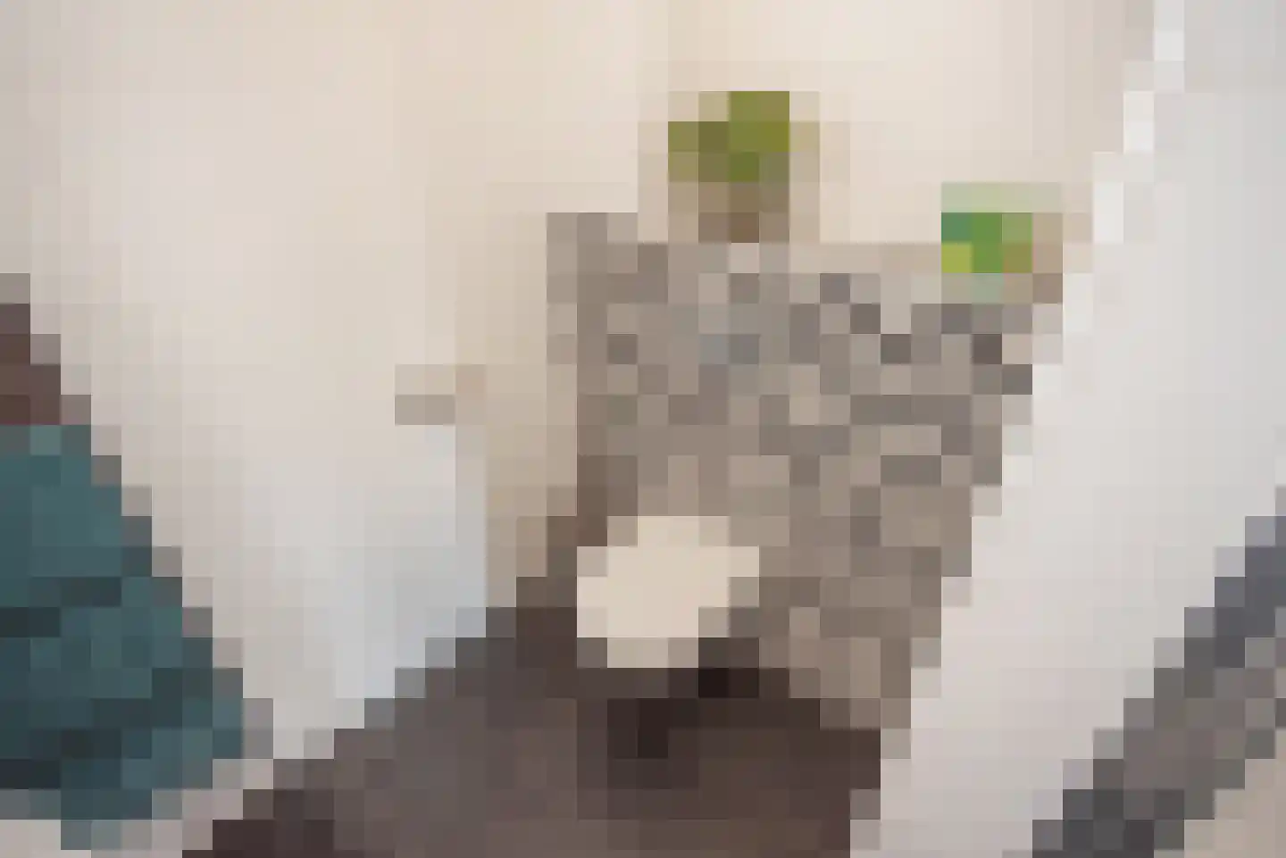 Meloengeel 1 Zoetermeer thumbnail 21
