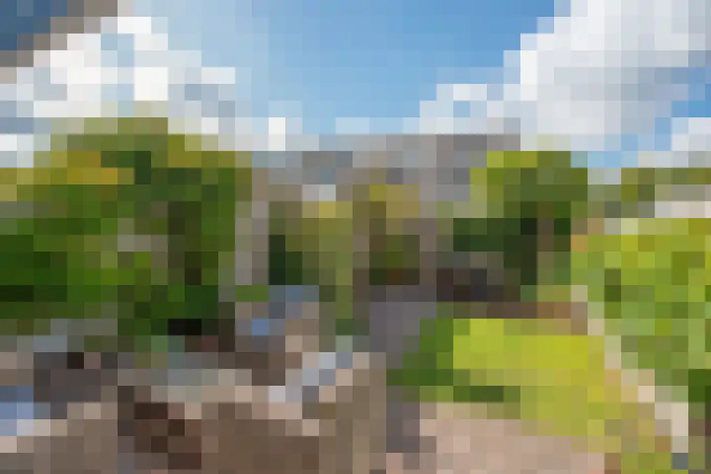 Meloengeel 1 Zoetermeer thumbnail 4