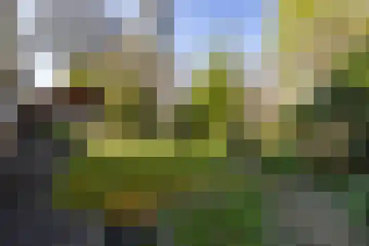 Merelhof 32 Norg thumbnail 6