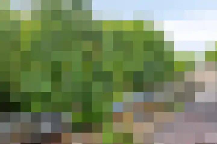 Merelhof 4 Made thumbnail 30