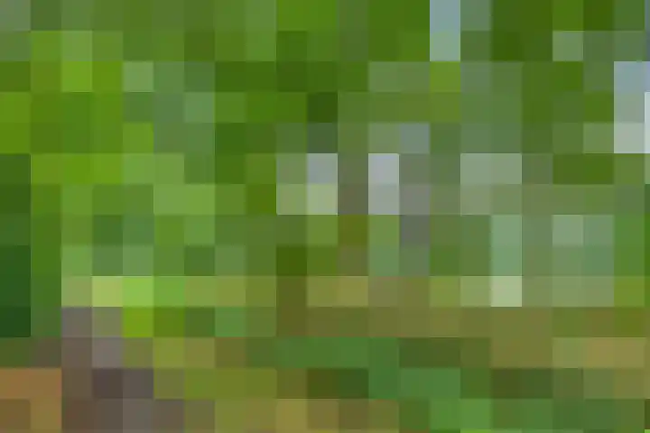 Merelhof 4 Made thumbnail 44