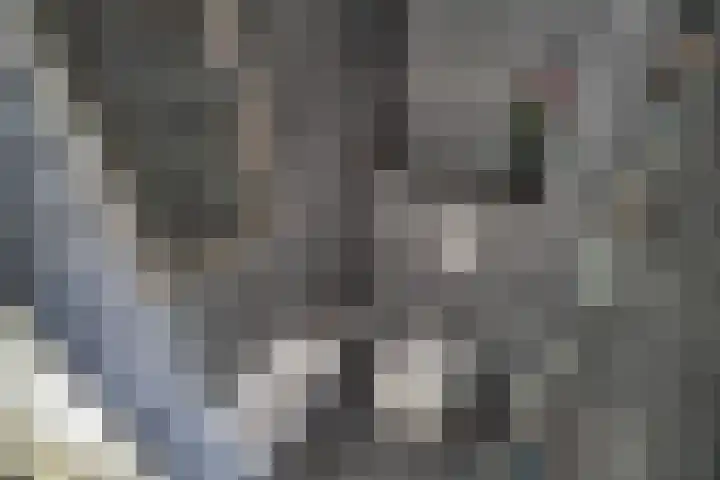 Merendonk 43 Leiden thumbnail 17