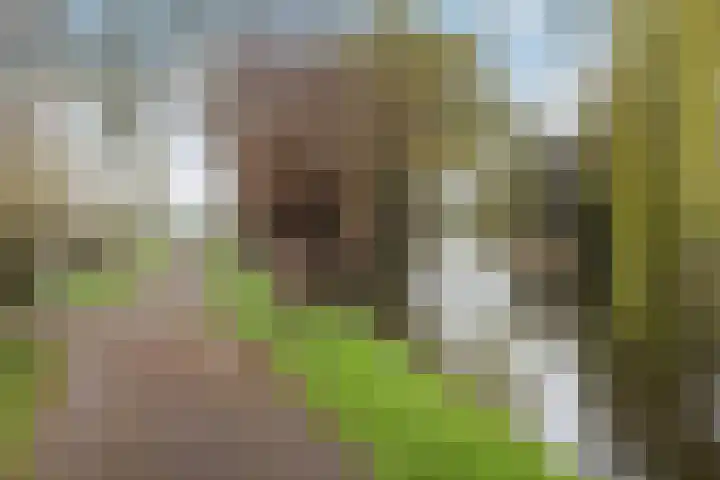 Meresteijn 1 Maasland thumbnail 66