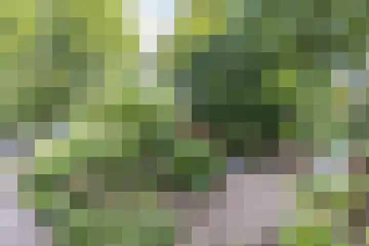 Mesdaglaan 25 Arnhem thumbnail 39