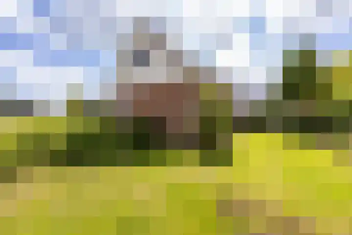 Middelie 118 Middelie thumbnail 46