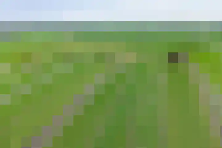 Middelie 70 Middelie thumbnail 41