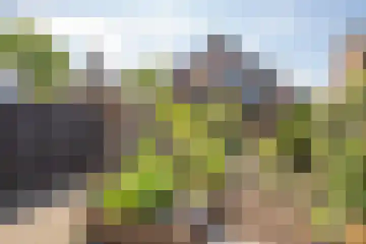 Middenstraat 38 Woudenberg thumbnail 32