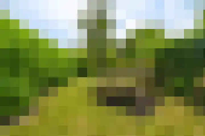 Middenstraat 81 Sappemeer thumbnail 23