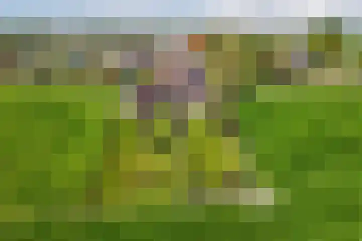 Middenweg 16 Dirkshorn thumbnail 4