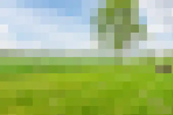 Middenweg 16 Dirkshorn thumbnail 5