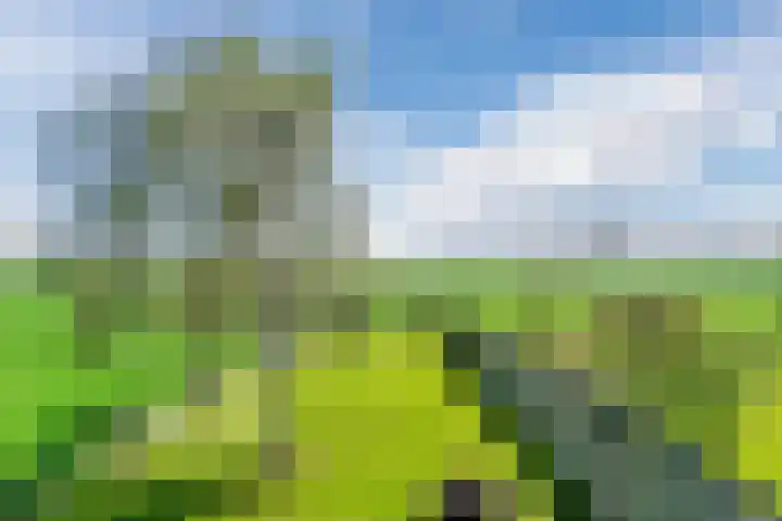 Middenweg 16 Dirkshorn thumbnail 62