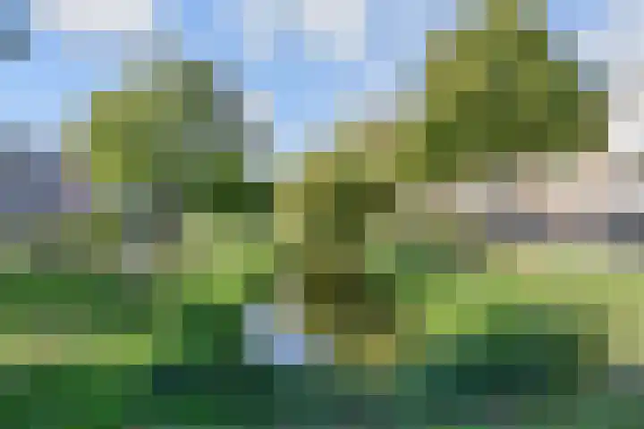 Mient 11 Den Haag thumbnail 41