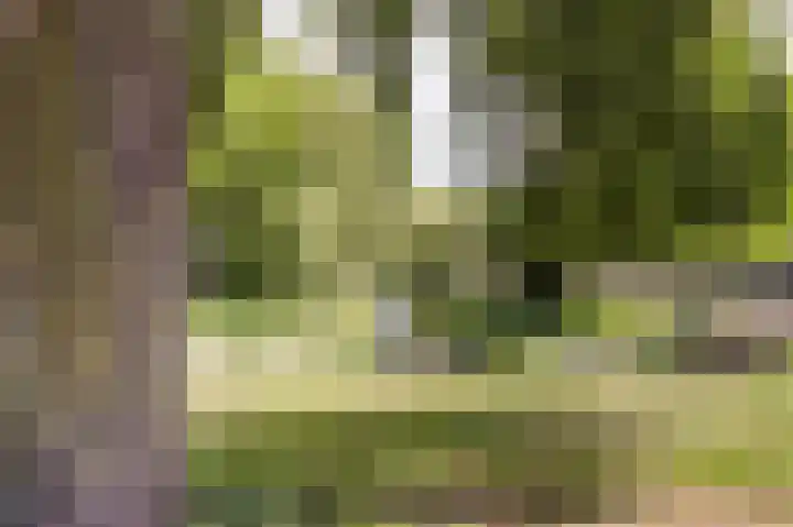 Mient 151 Den Haag thumbnail 25