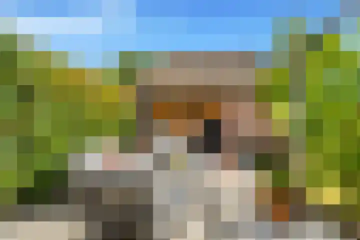 Mient 5 Castricum thumbnail 13