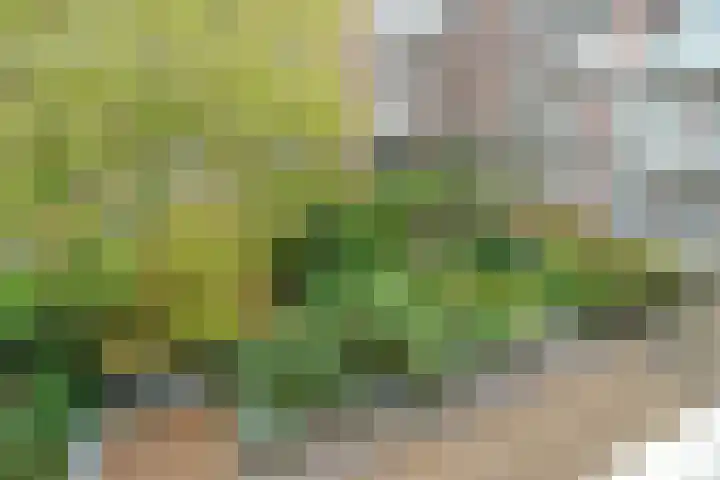 Minervalaan 87 2 Amsterdam thumbnail 48