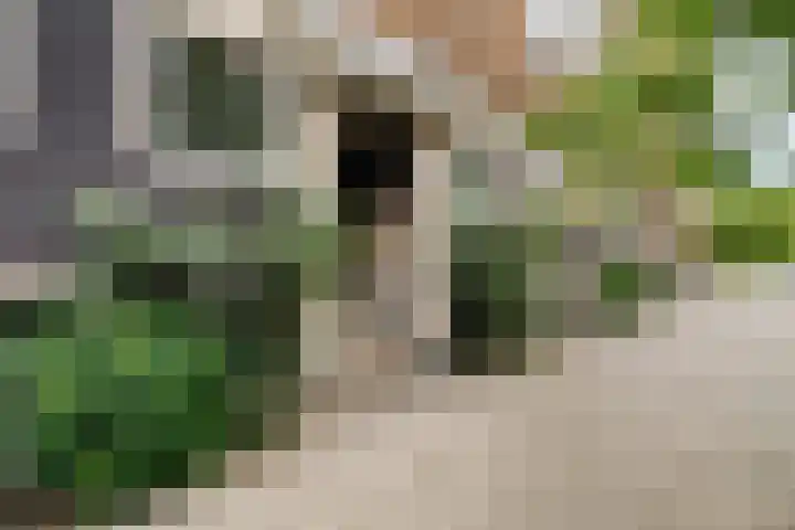 Minervalaan 87 2 Amsterdam thumbnail 7