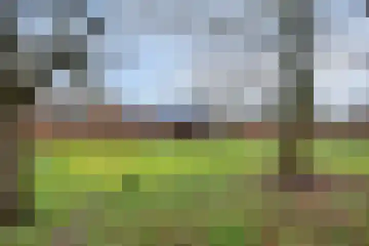 Mispeleind 1 Lage Mierde thumbnail 55