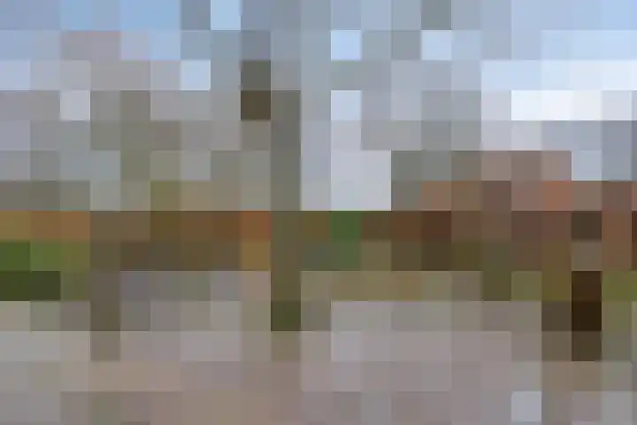 Mispeleind 1 Lage Mierde thumbnail 58
