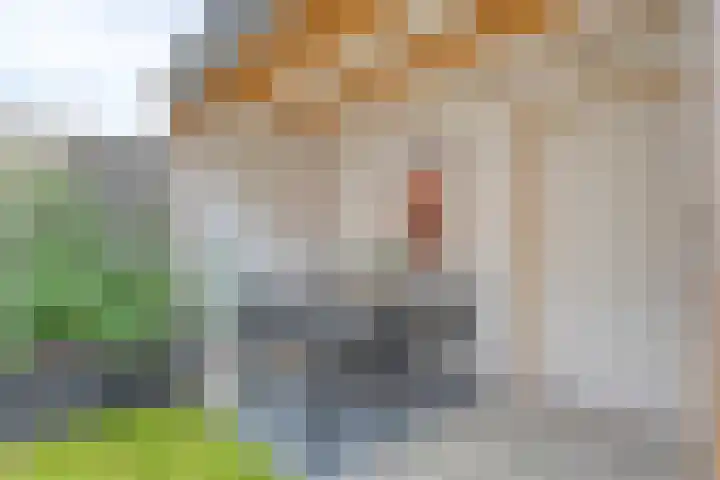 Mittendorffwerf 10 Dedemsvaart thumbnail 40