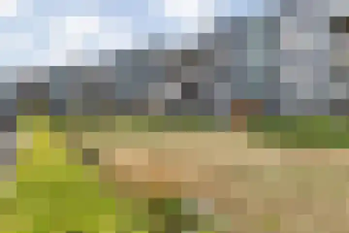 Moerasorchidee 13 Lelystad thumbnail 27