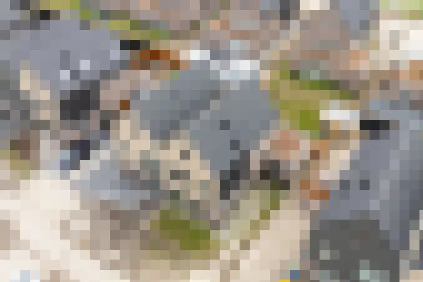 Moerasorchidee 13 Lelystad thumbnail 8
