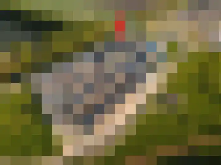 Moerasorchidee 19 dans Lelystad