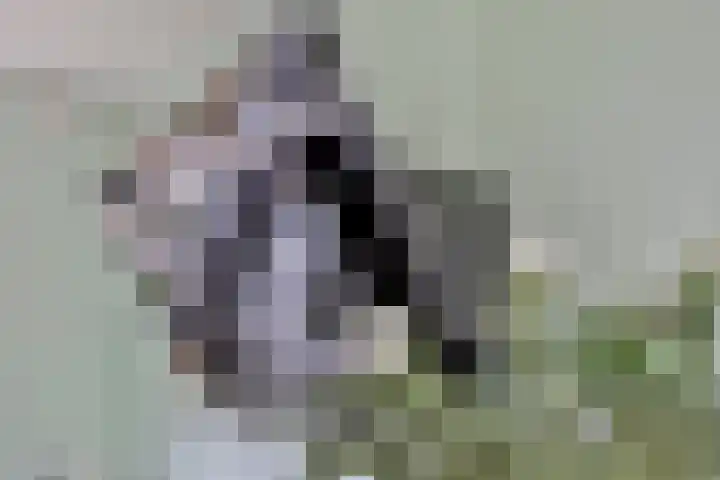 Moeshof 9 Neede thumbnail 10