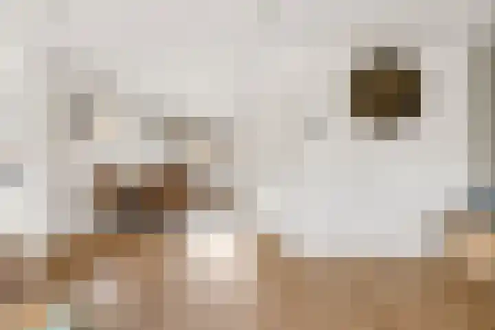 Moesson 17 Zeewolde thumbnail 13