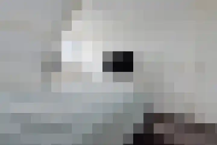 Molefinne 12 Heeg thumbnail 19