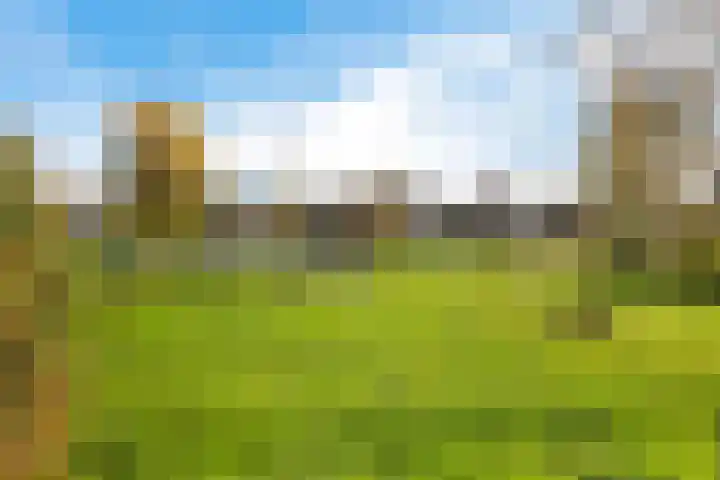 Molefinne 12 Heeg thumbnail 41