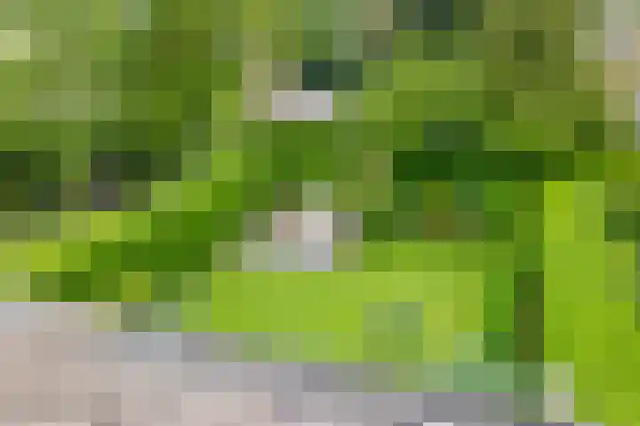 Molenakkers 10 Eersel thumbnail 34