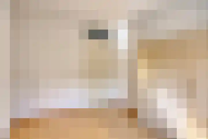 Molenbeemden 46 Veghel thumbnail 31