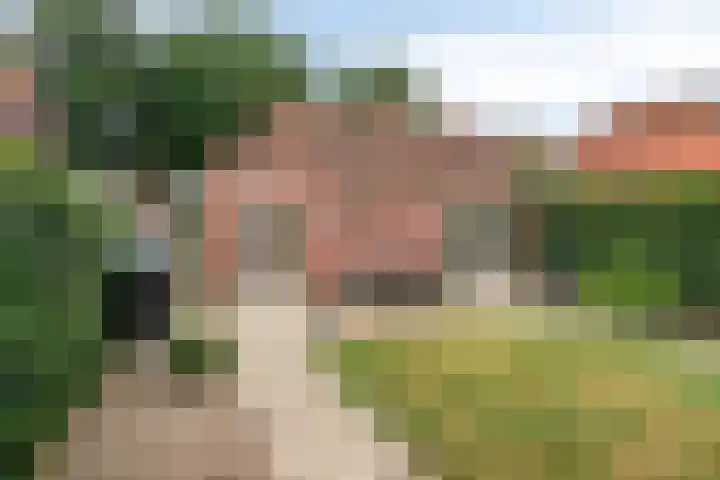 Molendijk 21 's Gravenmoer thumbnail 6