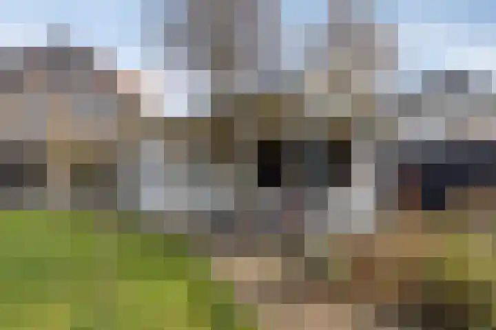 Molendijk 45 Herkingen thumbnail 40