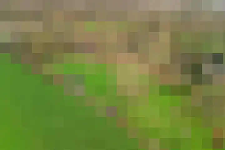 Molenheideweg 8 Beugen thumbnail 60