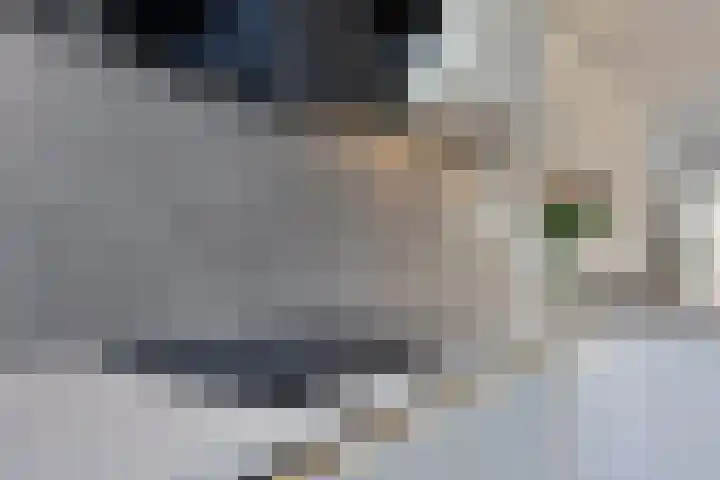 Molensteen 13 Nistelrode thumbnail 16