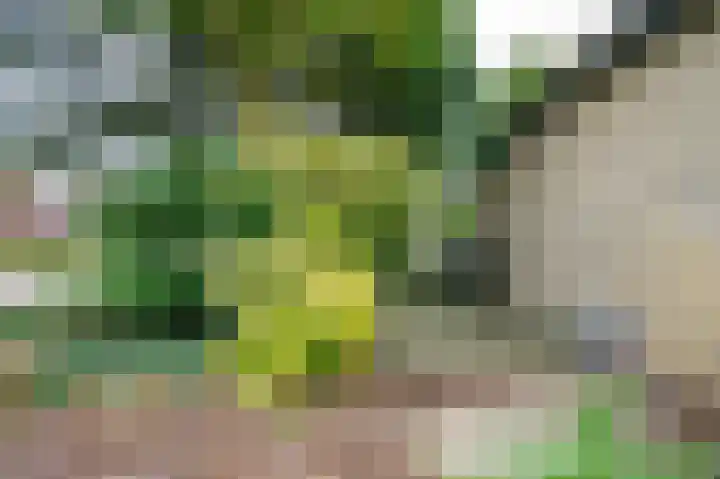 Molenstraat 11 Asten thumbnail 36