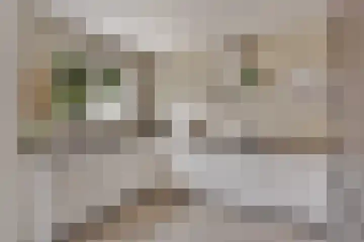 Molenstraat 129 Oss thumbnail 9