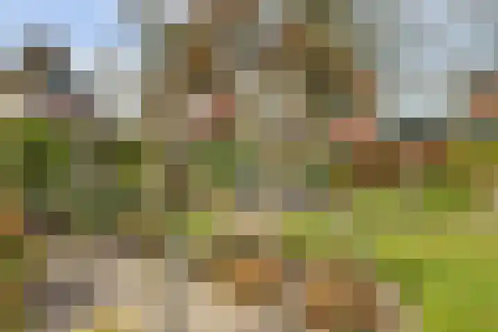 Molenstraat 68 Maasbree thumbnail 43