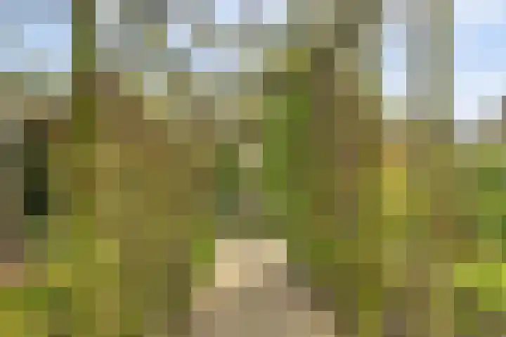 Molenstraat 68 Maasbree thumbnail 48