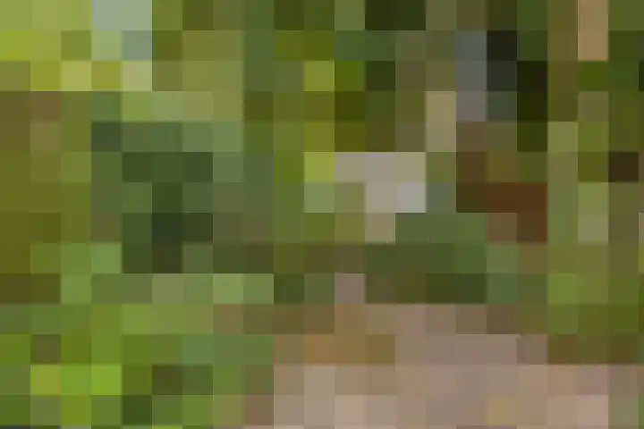 Molenstraat 79 Oss thumbnail 31