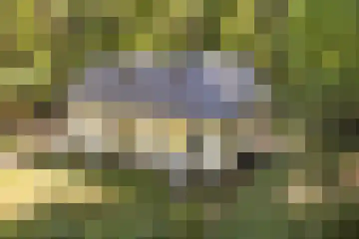 Molenweg 32 Epe thumbnail 23