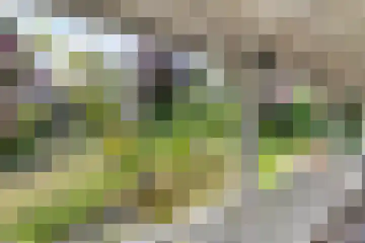 Molstraat 5 Dreischor thumbnail 46